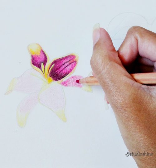 Criação flor pintura em lápis de cor